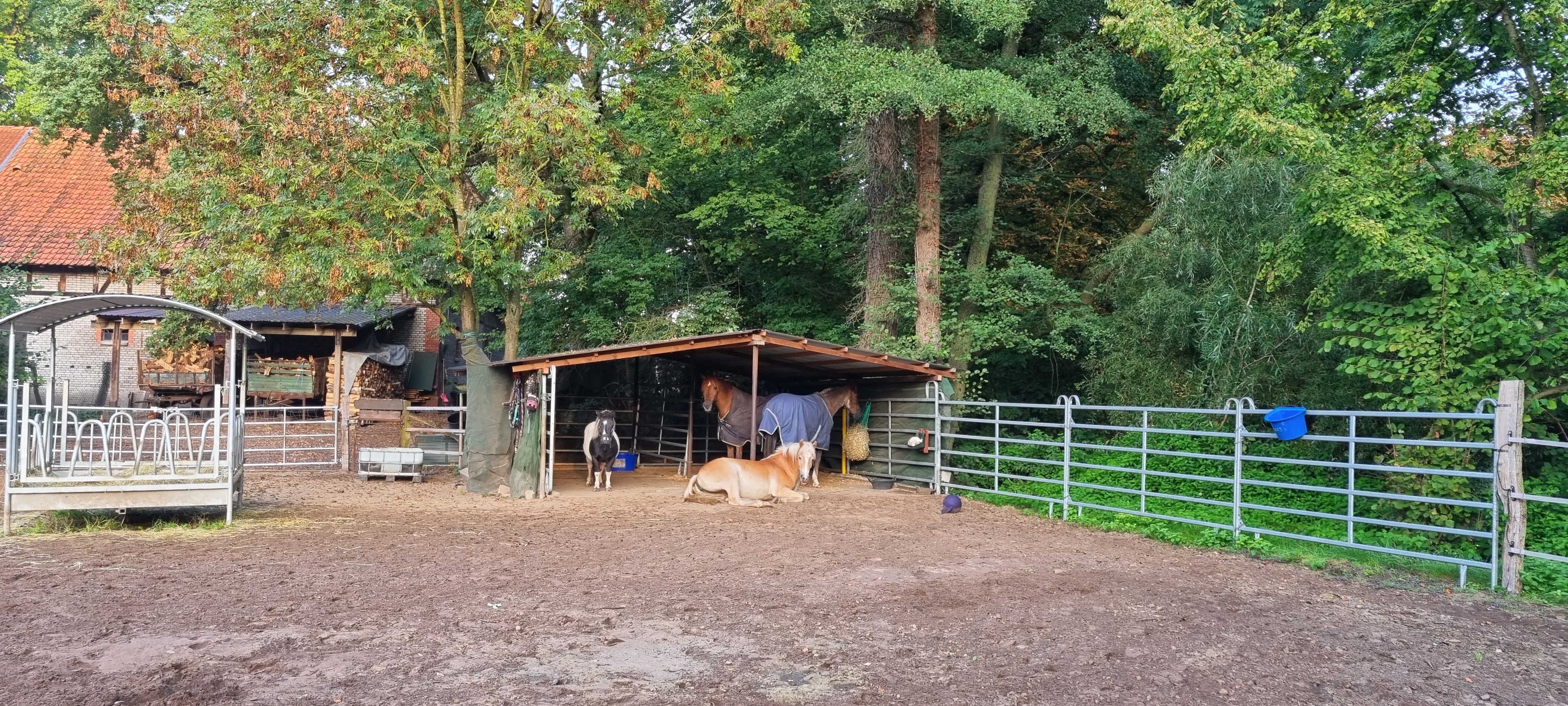 Unsere Pferde