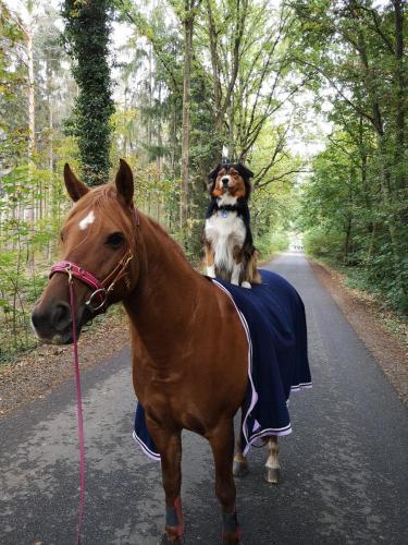 Tiere vom Hof