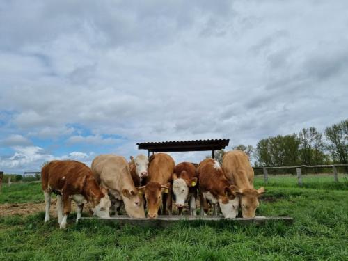 Tiere vom Hof