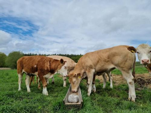 Tiere vom Hof