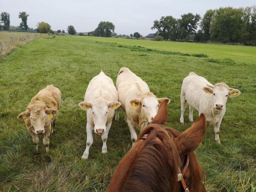 Tiere vom Hof