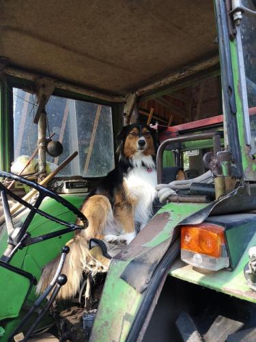 Tiere vom Hof