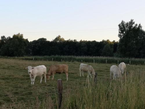 Tiere vom Hof