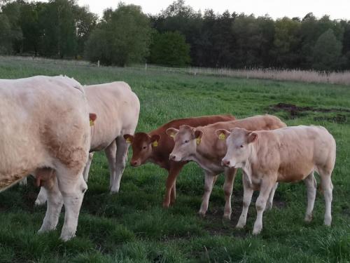Tiere vom Hof