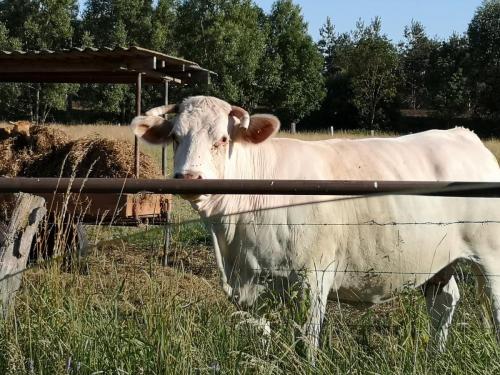 Tiere vom Hof