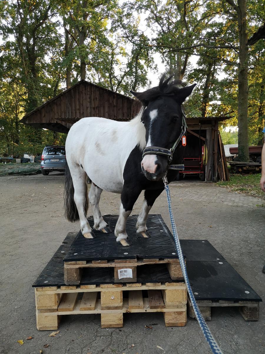 Referenzbild