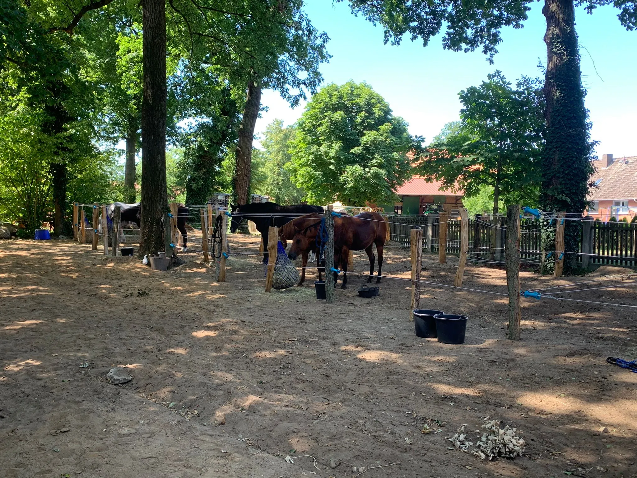 Rinderarbeit